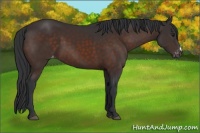 Horse Color:Brown Appaloosa 