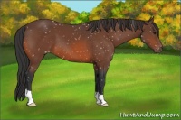 Horse Color:Brown Appaloosa 