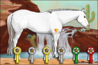 Horse Color:Brown Appaloosa