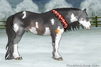 Horse Color:Brown Splash Appaloosa 