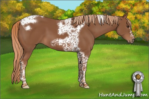 Horse Color:Chestnut Tobiano Frame