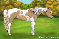 Horse Color:Chestnut Tobiano
