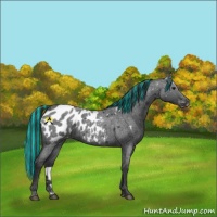 Horse Color:Painted Blue Roan Near Leopard 