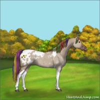 Horse Color:Painted Liver Red Dun Tobiano Appaloosa 