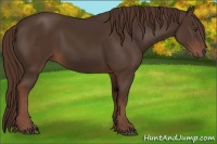 Horse Color:Liver Chestnut  and Liver Chestnut 