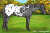 Horse Color:Black Appaloosa 