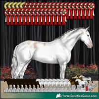 Horse Color:Gray White Spotted Silver Classic Champagne Sabino Splash Rabicano