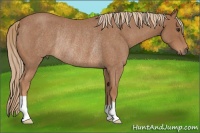 Horse Color:Red Roan Rabicano
