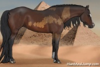 Horse Color:Buckskin Sabino and Bay Sabino