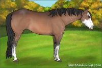 Horse Color:Brown Sabino 