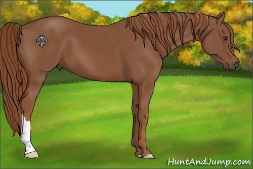 Horse Color:Chestnut 