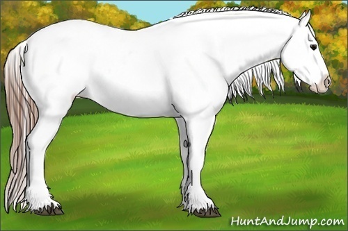 Horse Color:Grullo Tobiano Appaloosa