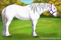 Horse Color:Black Splash Appaloosa 