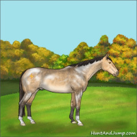 Horse Color:Buckskin Dun Mushroom 
