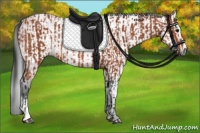 Horse Color:Bay Sabino Rabicano and Gray Bay Sabino Rabicano