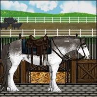 Horse Color:White Spotted Smoky Black
