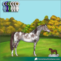 Horse Color:Platinum White Spotted Chocolate Brown Dun 