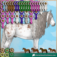 Horse Color:Gray White Spotted Silver Bay Sabino 
