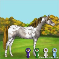 Horse Color:Painted Grullo Ice Onyx Tobiano 