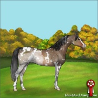 Horse Color:White Spotted Brown Dun Sabino Rabicano