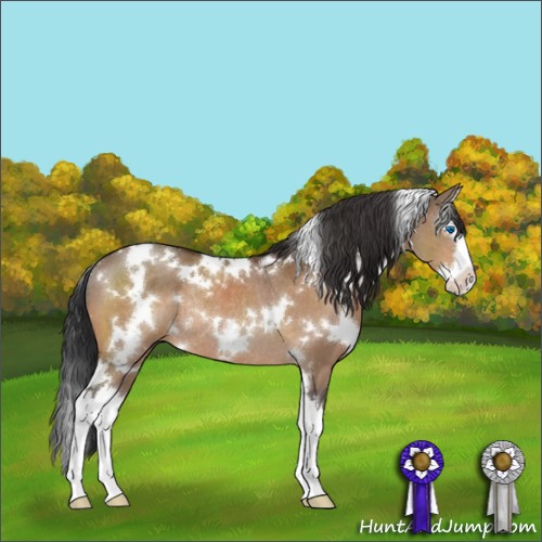 Horse Color:White Spotted Brown Dun Splash Rabicano 
