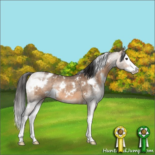 Horse Color:White Spotted Brown Dun Sabino Splash Rabicano 