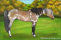 Horse Color:White Spotted Brown Dun Sabino Rabicano 