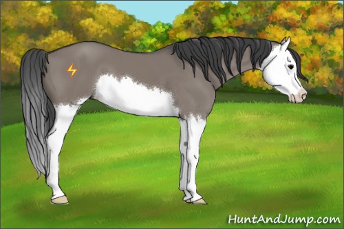 Horse Color:Grullo Sabino Splash