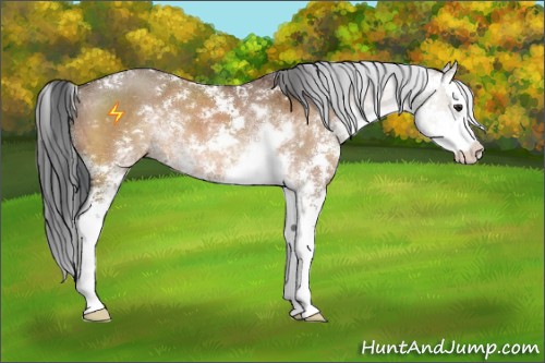 Horse Color:Brown Dun Sabino Splash
