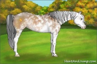 Horse Color:Brown Dun Sabino Splash 