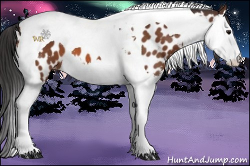 Horse Color:Bay Splash Tobiano Appaloosa