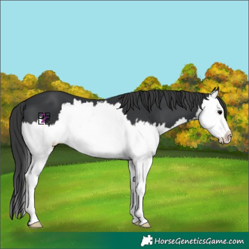 Horse Color:Black Splash