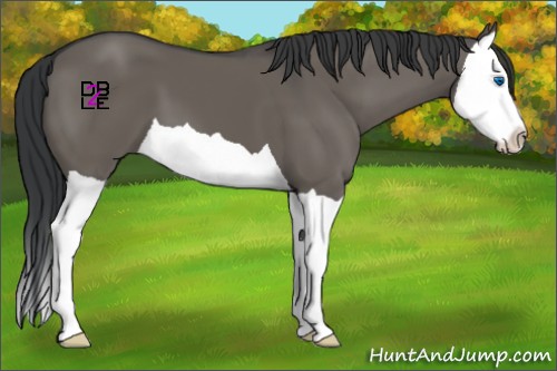 Horse Color:Grullo Splash 
