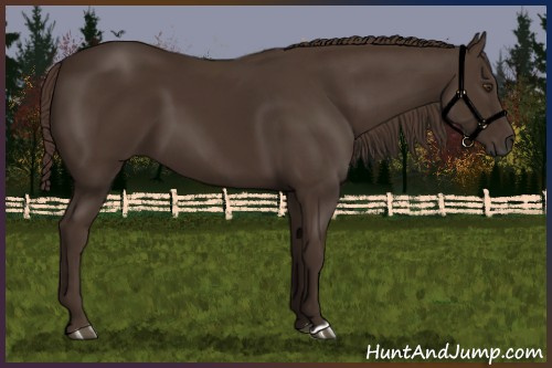 Horse Color:Liver Chestnut 