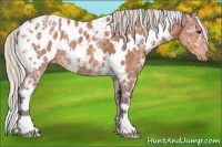 Horse Color:White Spotted Silver Bay Ice Appaloosa 