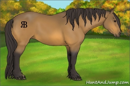 Horse Color:Buckskin