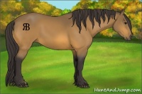 Horse Color:Buckskin 