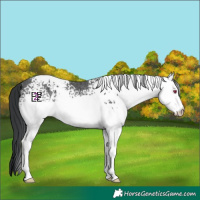 Horse Color:White Spotted Black Chinchilla Ice Splash Rabicano 