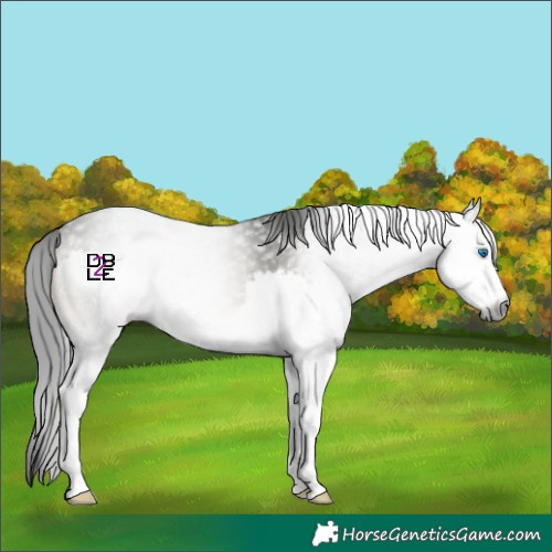 Horse Color:Gray Smoky Blue Onyx Sabino Splash Rabicano 
