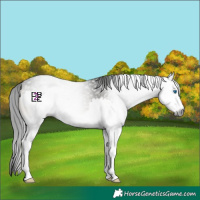 Horse Color:Gray Smoky Blue Onyx Sabino Splash Rabicano 
