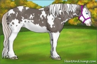 Horse Color:White Spotted Silver Black Splash