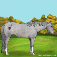 Horse Color:Brown Mushroom Appaloosa 