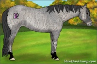Horse Color:Blue Onyx Ice Roan Rabicano 