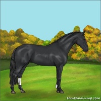 Horse Color:Black 