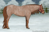 Horse Color:Red Roan 