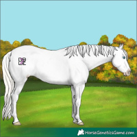Horse Color:White Spotted Chocolate Palomino Pearl Dun Mushroom Appaloosa Rabicano 