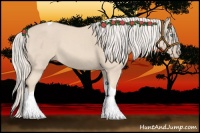 Horse Color:Cremello Tobiano 