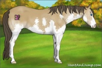 Horse Color:Buckskin Splash 