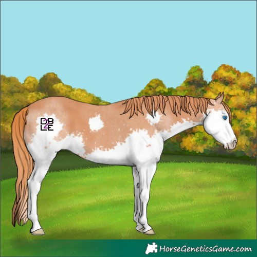 Horse Color:Chestnut Splash 