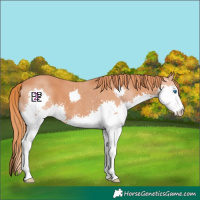 Horse Color:Chestnut Splash